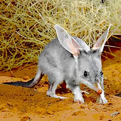 Endangered Australian Animals List with Photos