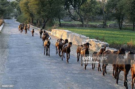 191 Goat Leader Stock Photos High Res Pictures And Images Getty Images