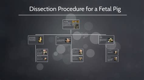 Dissection Procedure for Fetal Pig by Sarah Flores on Prezi