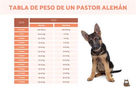 Cu Nto Pesa Un Pastor Alem N Tabla De Crecimiento