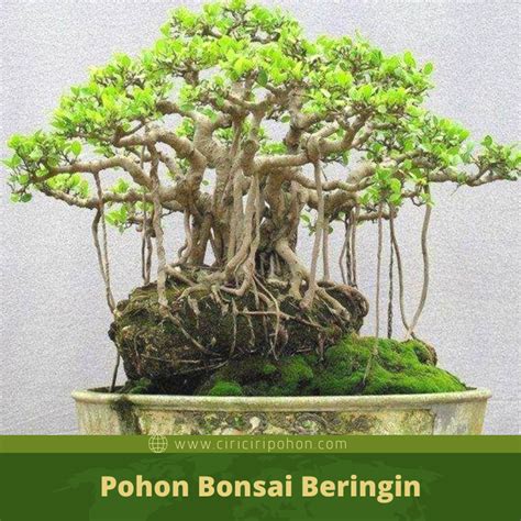 Penjelasan Bonsai Beringin Dan Fungsi Akarnya Yang Menggantung