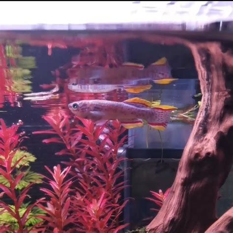 Killifish Species Rkillifish