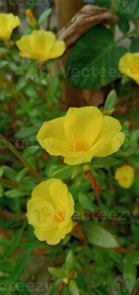 Nature Photography Yellow Portulaca Flowers 24791490 Stock Photo At