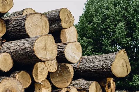 Thinning in Forestry: Benefits for Sustainable Forest Management