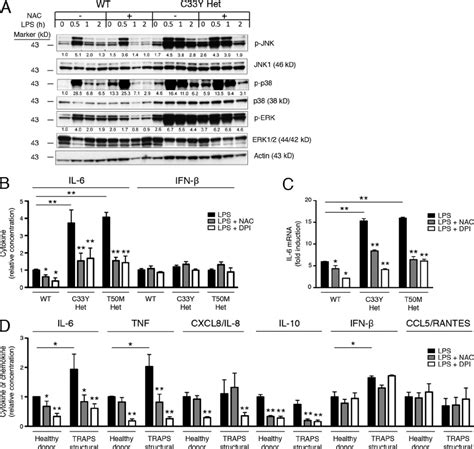 Role Of ROS In LPS Induced MAPK Activation And Cytokine Production In