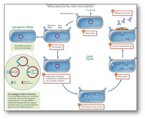 Microbiology Chapter 6 Learning Objectives Flashcards Quizlet