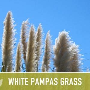 Pampas Grass, White Seeds Heirloom Seeds, Ornamental Grass, Elegant ...