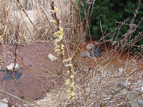 One Love Farm Japanese Fantail Pussy Willow