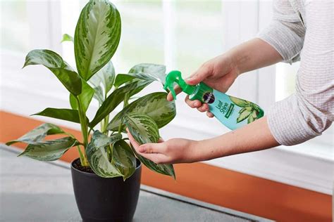 How To Dust Plant Leaves Complete Guide To Make Your Plants Shine