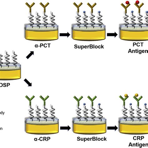 Schematic Representation Of The Immunoassay Building Protocol For Dual