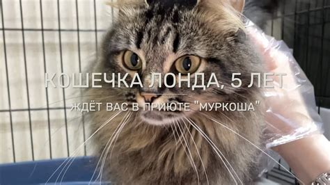 ЛОНДА - YouTube