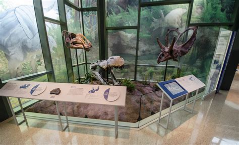 The Witte Museum: Dinosaur Gallery :: Behance