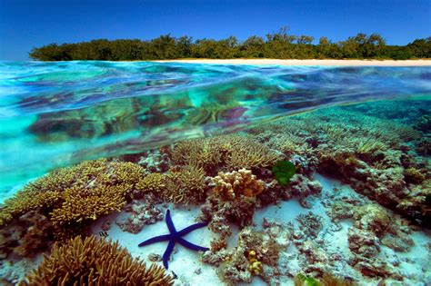 Beautiful Underwater Universe of the Great Barrier Reef - Journey the ...