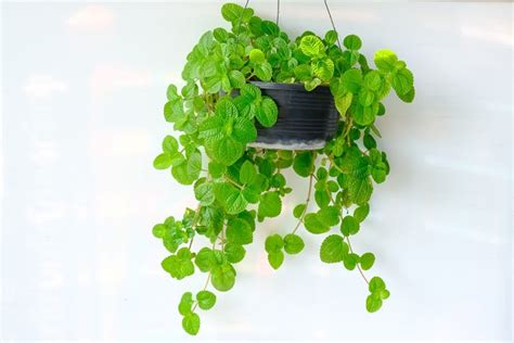 Pilea Nummulariifolia | Egypt Green Farms