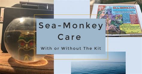 Sea-Monkey Care - With or Without The Kit - Family Fun Twin Cities