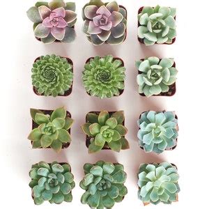 Rosette Succulent Plant Collection Live Succulents, Potted Succulents ...