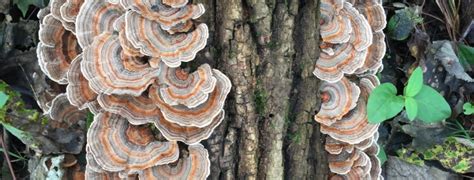 Turkey Tail Mushroom Tonic Herb Shop