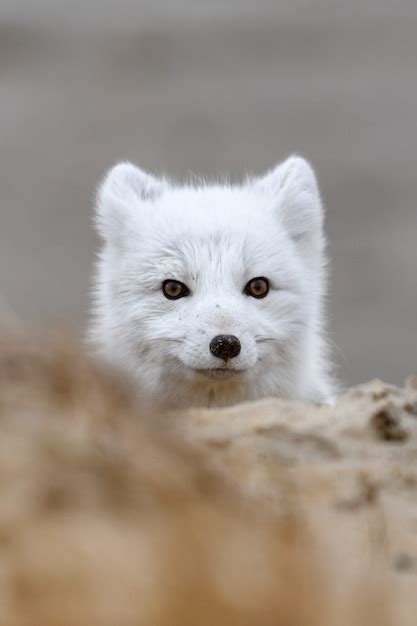 Zorro Rtico Vulpes Lagopus En La Tundra Salvaje El Zorro Rtico Se