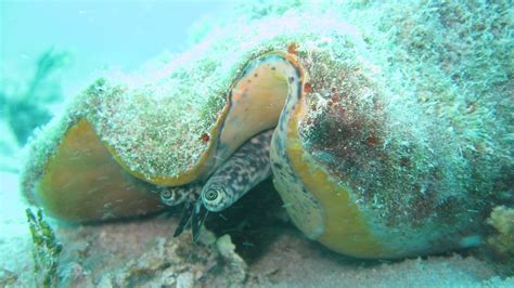 Playing Matchmaker For Keys Queen Conch Fish And Wildlife Foundation