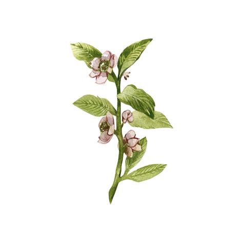 Premium Photo Green Tea Branch With Flowers Isolated On White