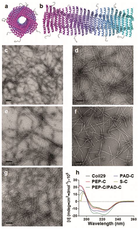 Figure From A Supramolecular Vaccine Platform Based On Helical