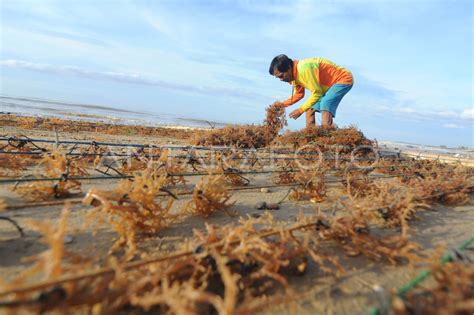 Harga Rumput Laut Naik Antara Foto