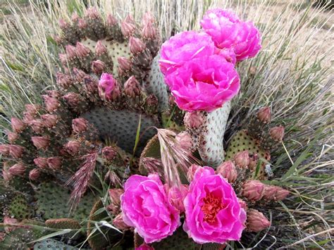 Plant Profile Beavertail Cactus Opuntia Basilaris