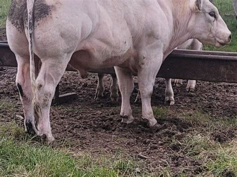 Belgian Blue Bull For Sale In Co Wexford For €2500 On Donedeal