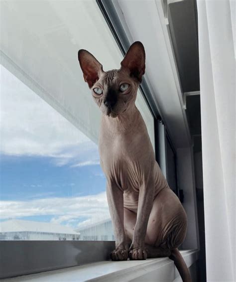 Fat Hairless Cat Sphynxcatsblack