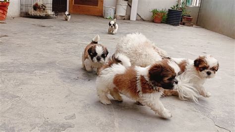 Shitzu Puppy Low Price Top Quality India Most Popular Dog Breed