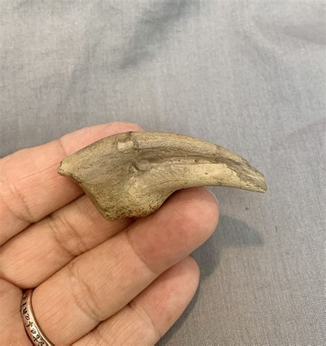 Authentic Anzu Dinosaur Claw The Dinosaur Store And Museum