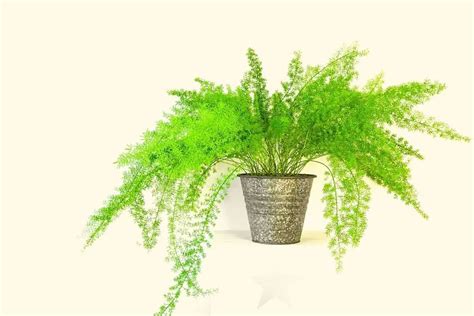 Asparagus Fern Indoor Plant Care – A Complete Guide - Gardening Dream