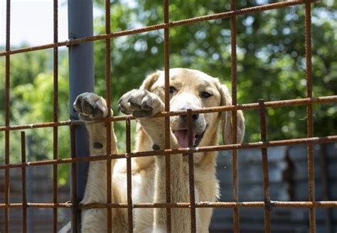 Rettung Hündin Kaya VIER PFOTEN Österreich Stiftung für Tierschutz