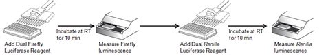 ABP Dual Luciferase Assay Kit | ABP Biosciences