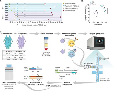 Frontiers A Single Cell Atlas Of Lymphocyte Adaptive Immune