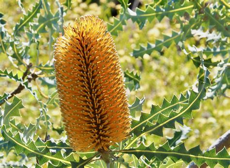 Northern Banksia Banksiaman Blipfoto