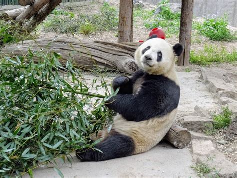 Пекинский зоопарк «Beijing Zoo» в Пекине (Китай) с фото и отзывами
