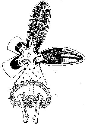 Starfish Dissection - BIOLOGY JUNCTION