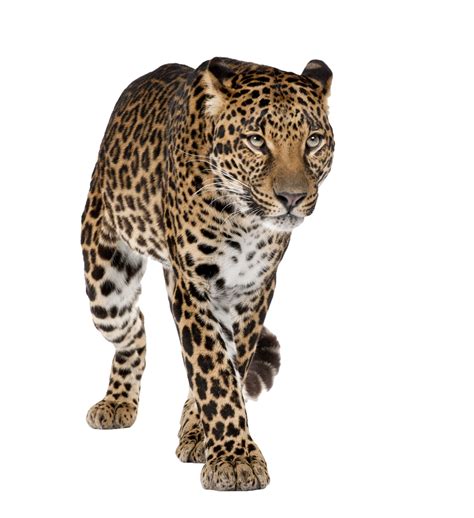 Leopard Png