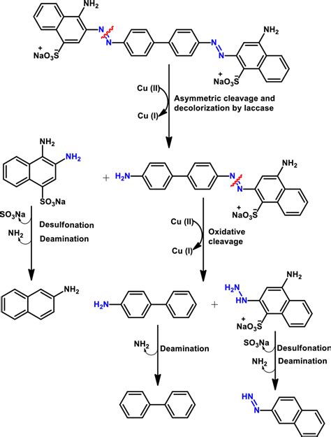 Mechanism Of Congo Red Dye Degradation By Fungal Laccase Enzyme 97