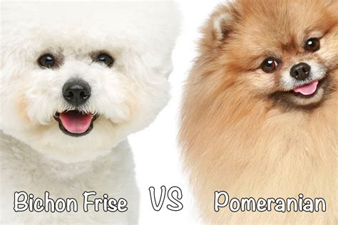 Pomeranian Vs Toy Pom Wow Blog