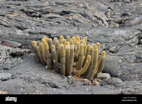 Lava Cactus Brachycereus Nesioticus Cactaceae Lava Cactus Growing