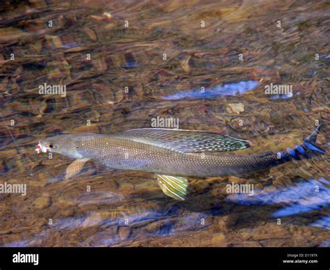 Arctic grayling Stock Photo - Alamy