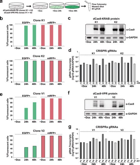 Assessment Of CRISPRi And CRISPRa Component Expression A