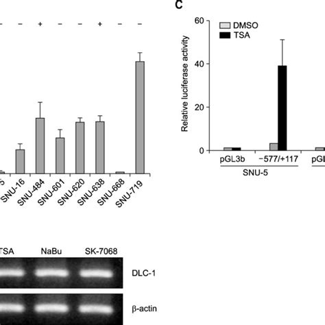 Induction Of DLC 1 Gene Expression By HDAC Inhibitors Is Via An