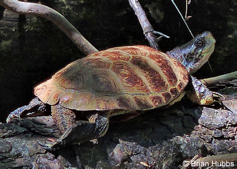 Identifying California Turtles