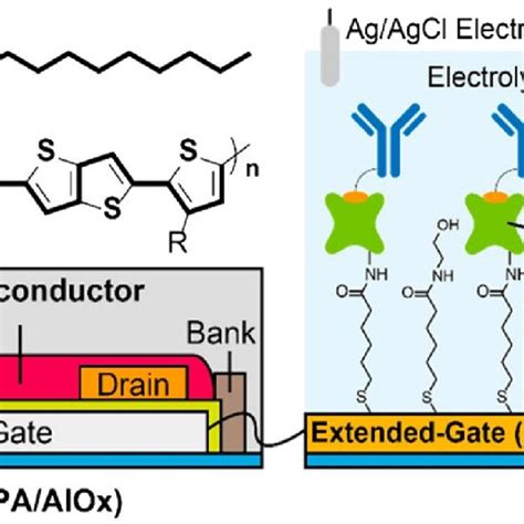 Schematic Illustration Of The Ofet Based Immunosensor Reprinted From