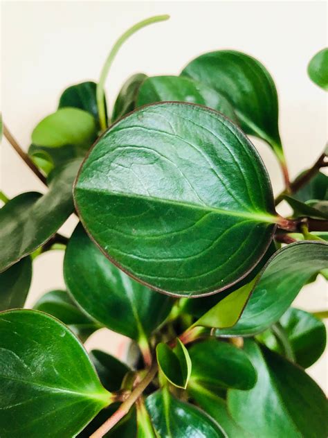 Peperomia Red Margin