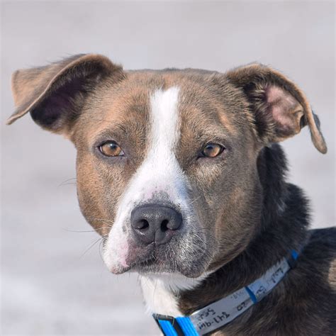 Lady Bug - Animal House Shelter