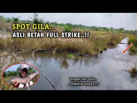 Ngeri Berkali Kali Mancing Ikan Gabus Babon Di Spot Ini Casting